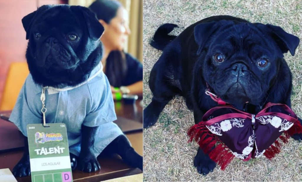 Emiliano Aguilar vs Gordo el pug